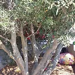 Miriam Karol Apartament Rukavac (Vis)